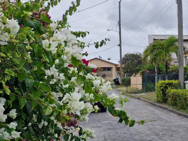 Flowers Over Road